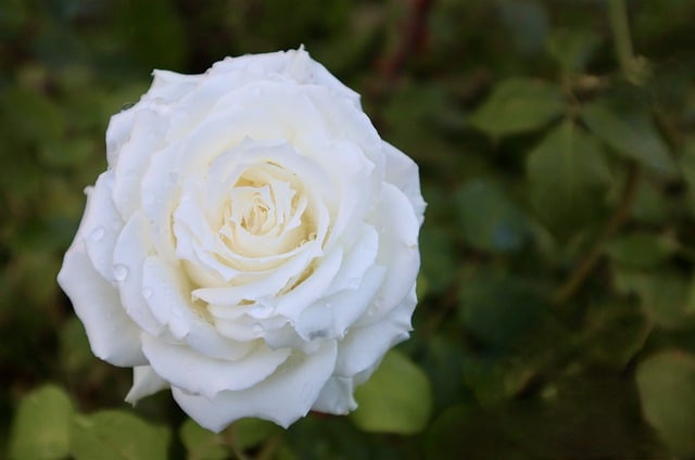 Libreng download flower rose white rose rose branch libreng larawan na ie-edit gamit ang GIMP free online image editor