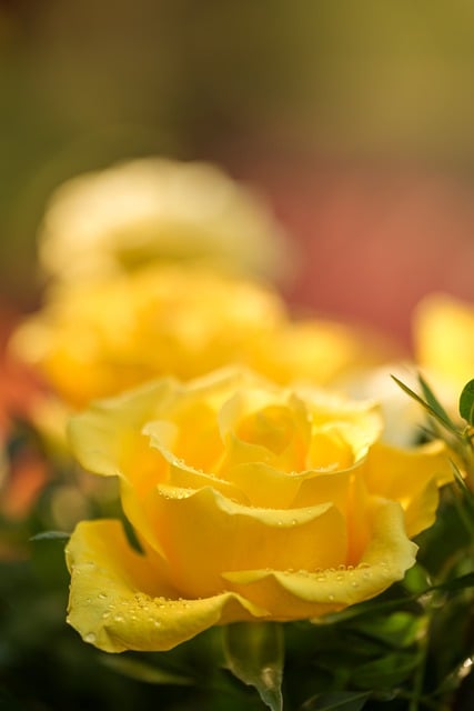 Free download flower rose yellow rose free picture to be edited with GIMP free online image editor