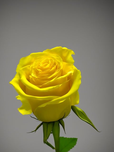 Free download flower rose yellow rose to flourish free picture to be edited with GIMP free online image editor