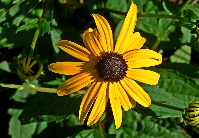 Free download Flower Rudbeckia Brilliant Garden -  free photo or picture to be edited with GIMP online image editor
