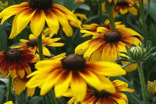 Free download flower rudbeckia echinacea free picture to be edited with GIMP free online image editor