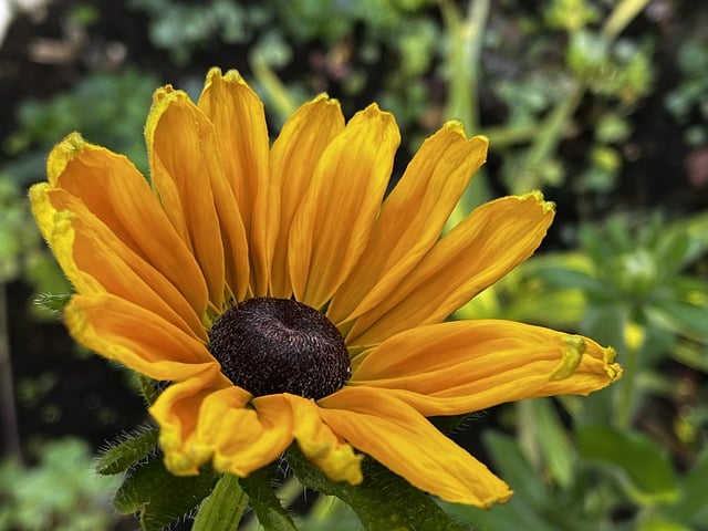 Free download flower rudbeckia nature free picture to be edited with GIMP free online image editor