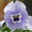 flowers  screen for extension Chrome web store in OffiDocs Chromium