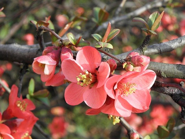 Descarga gratuita Flowers A Blossoming Tree Spring - foto o imagen gratuita para editar con el editor de imágenes en línea GIMP