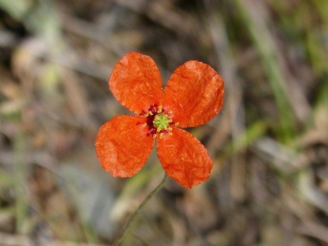 免费下载 Flower Sad Poppy - 使用 GIMP 在线图像编辑器编辑的免费照片或图片