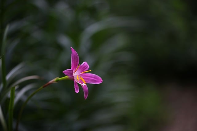 Gratis download bloem saffraan wilde bloem gratis foto om te bewerken met GIMP gratis online afbeeldingseditor