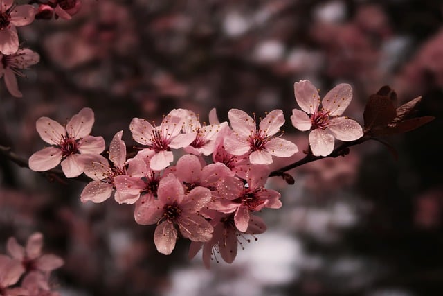 Free download flower sakura cherry blossom petals free picture to be edited with GIMP free online image editor