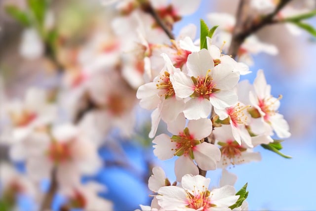 Free download flowers almond spring branch free picture to be edited with GIMP free online image editor