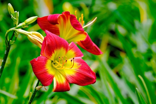Free download flowers amarylis petals flora free picture to be edited with GIMP free online image editor