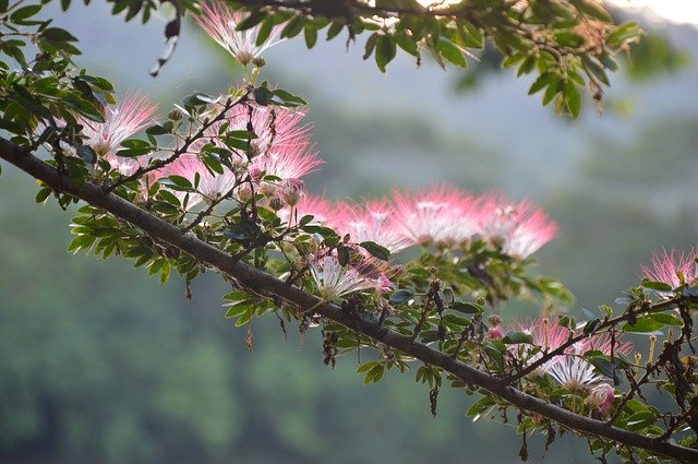 Baixe grátis Flowers Amazon Nature - foto ou imagem grátis para ser editada com o editor de imagens online GIMP