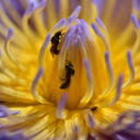 Flowers and bees  screen for extension Chrome web store in OffiDocs Chromium