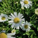 Flowers and dew  screen for extension Chrome web store in OffiDocs Chromium