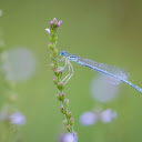 Flowers and dragonflies  screen for extension Chrome web store in OffiDocs Chromium