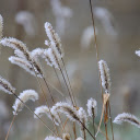 Flowers and frost  screen for extension Chrome web store in OffiDocs Chromium