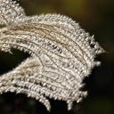 Flowers and grass fly  screen for extension Chrome web store in OffiDocs Chromium