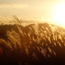 flowers and grass in the sun  screen for extension Chrome web store in OffiDocs Chromium