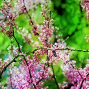 Flowers and leaves  screen for extension Chrome web store in OffiDocs Chromium
