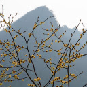 Flowers and Mountains  screen for extension Chrome web store in OffiDocs Chromium