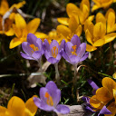 Flowers and purple flowers  screen for extension Chrome web store in OffiDocs Chromium