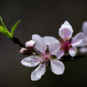 Flowers and sprouts  screen for extension Chrome web store in OffiDocs Chromium