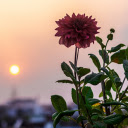 Flowers and sunset  screen for extension Chrome web store in OffiDocs Chromium