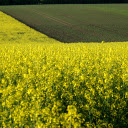 Flowers and sunshine  screen for extension Chrome web store in OffiDocs Chromium