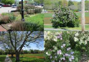 Free download Flowers And Trees Around Wickford free photo or picture to be edited with GIMP online image editor