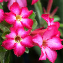 Flowers and water  screen for extension Chrome web store in OffiDocs Chromium