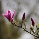 Flowers and young leaves  screen for extension Chrome web store in OffiDocs Chromium