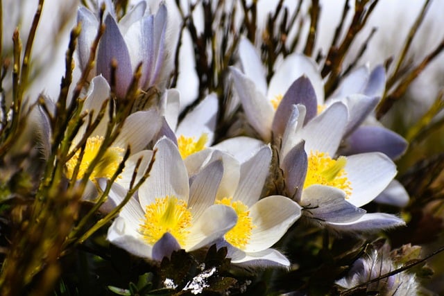Free download flowers anemone white vase nature free picture to be edited with GIMP free online image editor