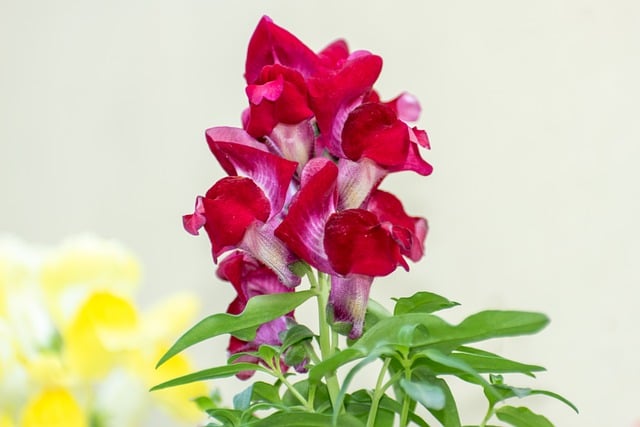 Free download flowers antirrhinum dragon flower free picture to be edited with GIMP free online image editor