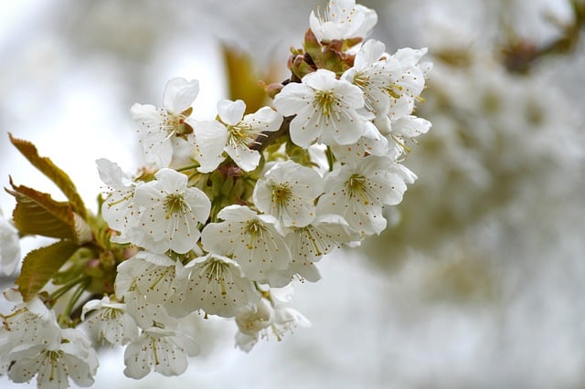 Free download flowers apple blossom blossoms free picture to be edited with GIMP free online image editor
