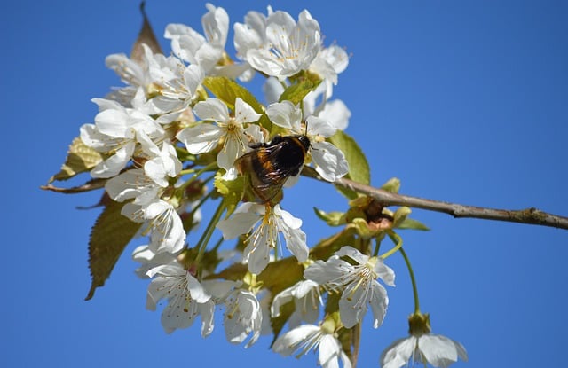 Free download flowers apple blossom bumblebee free picture to be edited with GIMP free online image editor