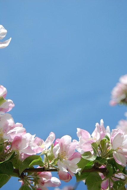 Free download Flowers Apple Blossom Pink -  free photo or picture to be edited with GIMP online image editor
