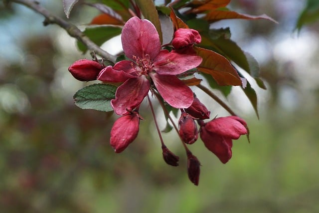 Free download flowers apple blossoms tree free picture to be edited with GIMP free online image editor