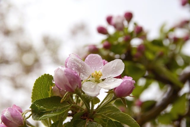 Free download flowers apple trees petals buds free picture to be edited with GIMP free online image editor