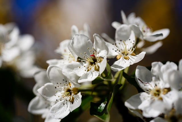 Free download flowers apple tree spring beauty free picture to be edited with GIMP free online image editor