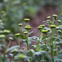 Flowers are about to bloom  screen for extension Chrome web store in OffiDocs Chromium