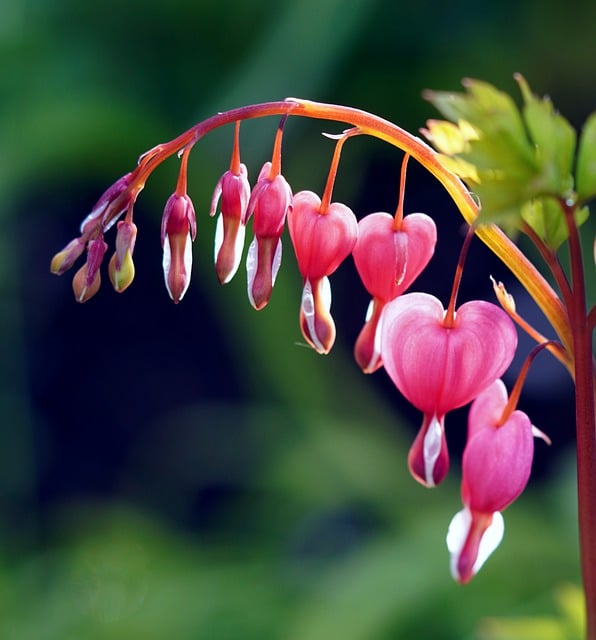 Free download flowers asian bleeding heart free picture to be edited with GIMP free online image editor