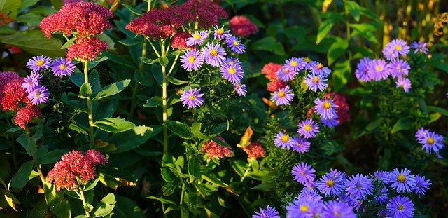 Free download Flowers Asters Autumn -  free photo or picture to be edited with GIMP online image editor