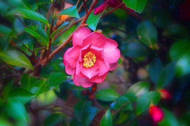 मुफ्त डाउनलोड फूल शरद ऋतु के पत्ते शरद ऋतु - मुफ्त मुफ्त फोटो या तस्वीर को जीआईएमपी ऑनलाइन छवि संपादक के साथ संपादित किया जाना है