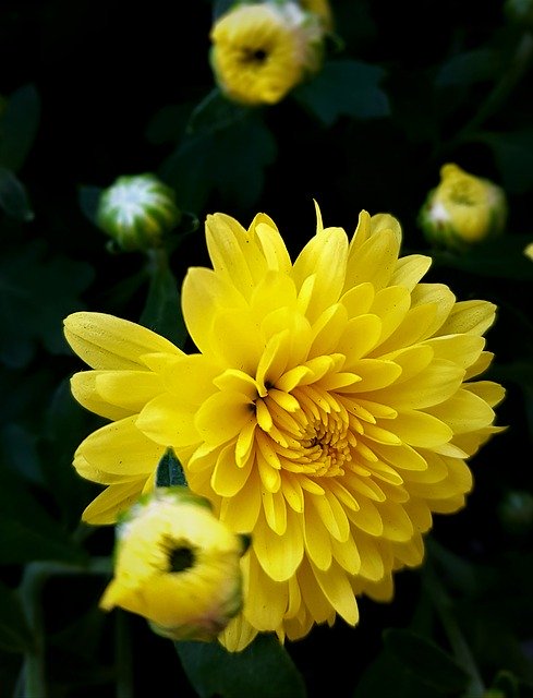 Free download Flowers Autumn Chrysanthemum -  free photo or picture to be edited with GIMP online image editor