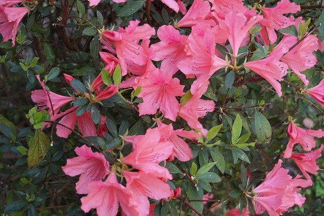 Free download Flowers Azalea -  free photo or picture to be edited with GIMP online image editor
