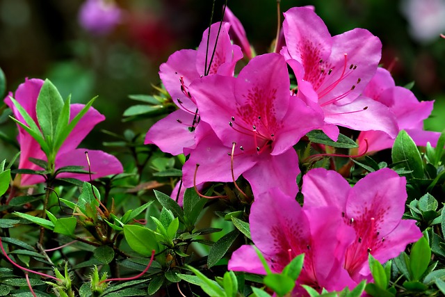 Free download flowers azalea flora botany nature free picture to be edited with GIMP free online image editor