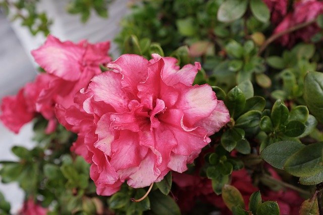 ดาวน์โหลดฟรี Flowers Azalea Flower - รูปถ่ายหรือรูปภาพฟรีที่จะแก้ไขด้วยโปรแกรมแก้ไขรูปภาพออนไลน์ GIMP