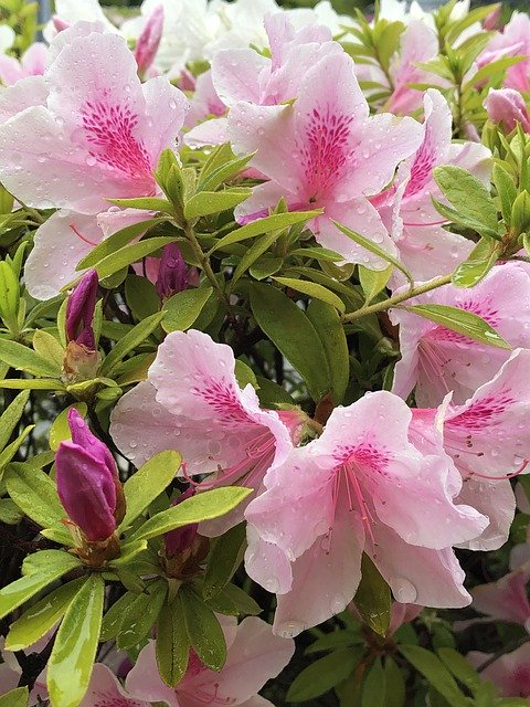 Безкоштовно завантажте Flowers Azalea Natural - безкоштовну фотографію або зображення для редагування за допомогою онлайн-редактора зображень GIMP