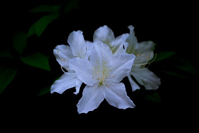 Free download flowers azalea wild flower plant free picture to be edited with GIMP free online image editor
