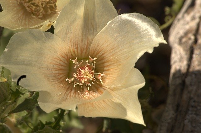 تنزيل مجاني لخلفية الزهور - صورة مجانية أو صورة ليتم تحريرها باستخدام محرر الصور عبر الإنترنت GIMP