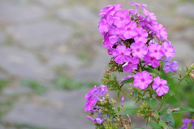 ດາວໂຫລດຟລີ Flowers Background Summer - ຮູບພາບຫຼືຮູບພາບທີ່ບໍ່ເສຍຄ່າເພື່ອແກ້ໄຂດ້ວຍຕົວແກ້ໄຂຮູບພາບອອນໄລນ໌ GIMP