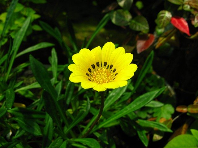 Şablon Fotoğraf Çiçekler Güzel Bitkiler - OffiDocs için